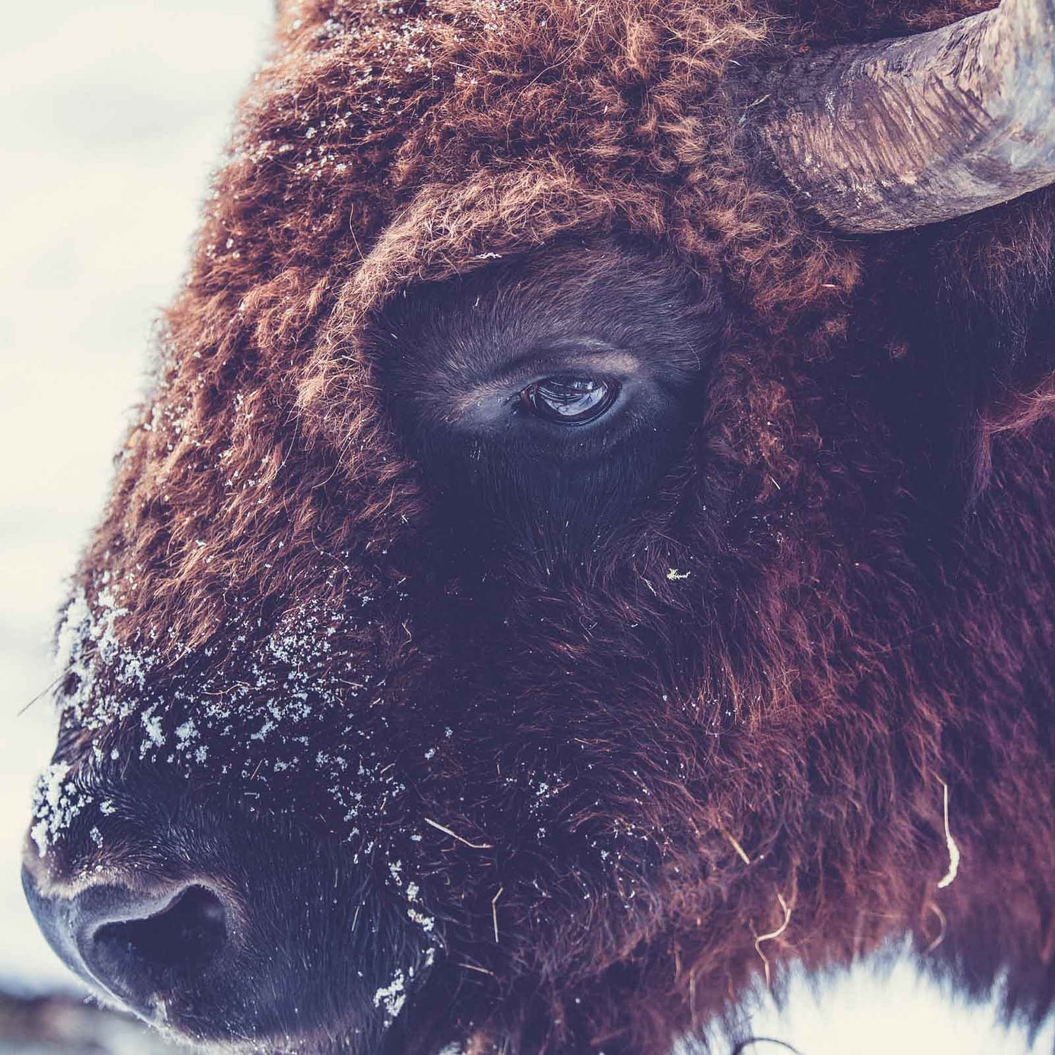 Portrait of a buffalo – Shave your hairy goals. Photo by Markus Spiske